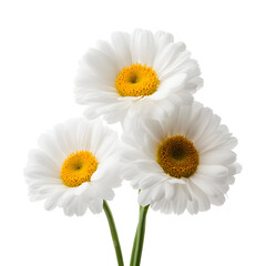 Naklejka premium Elegant trio of white daisy flowers isolated against a striking black background
