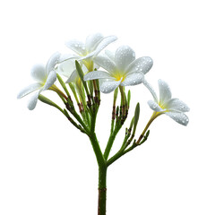 Fototapeta premium Elegant white plumeria blossoms against a stark black backdrop, artistic botanical study