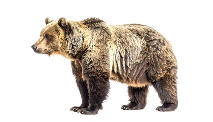 Fototapeta premium Brown bear standing alert looking to the left on a white background