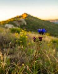 Purple and blue flower stands out against golden mountain vista