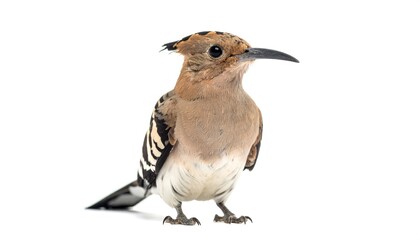 Eurasian hoopoe standing alert with distinctive crest and plumage on white backdrop