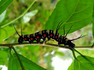colourful caterpillar on a branch 