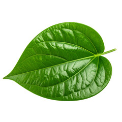 Obraz premium green betel leaf isolated on transparent background,png