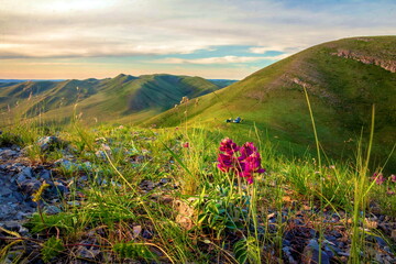 Fototapeta premium blooming Oxytropis conicata in the mountains of the Southern Urals on the Karamuruntau ridge at sunset