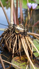 Close-up of water lily rhizome