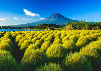 大石公園から富士山とコキヤ