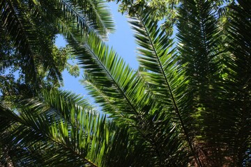 Obraz premium Lush Green Palm Leaves Against Bright Blue Sky in Tropical Setting