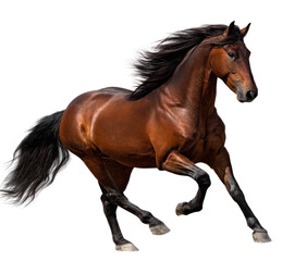 Obraz premium Galloping brown horse with a flowing dark mane and tail against a dark backdrop