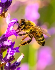 Bee on Lavender Flower