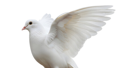 Obraz premium A pristine white dove with outstretched wings, symbolizing peace, hope and serenity. The bird's feathers are a beautiful and pure white color. A symbol of love, freedom and new beginnings