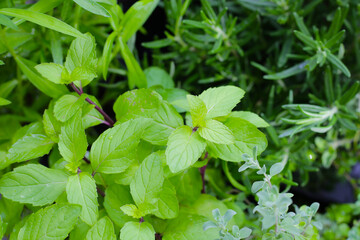 Fresh mint leaves growing in a garden.