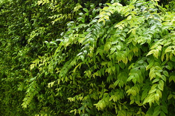 green leaf fence in the garden, natural background in springtime