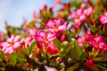 Adenium obesum, Pink desert rose flowers blooming under clear blue sky.