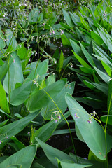Green leaves of thalia geniculata, aquatic plants growing  in a pond.