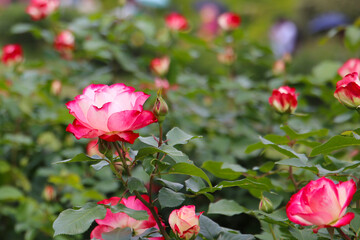 Beautiful roses blooming in a Japanese public garden.