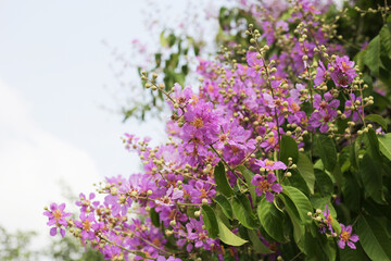 Lagerstroemia speciosa, Queen's crape myrtle , Pride of India.