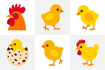 Chicken and chick vector illustrations, rooster, hen, baby chick icons, farm poultry graphics, countryside agriculture design lifestyle set,