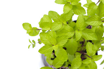 Fresh mint leaves growing in a pot.