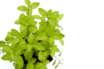 Fresh mint leaves growing in a pot.