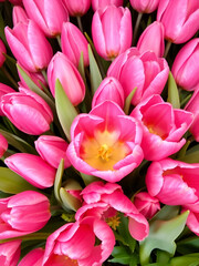 Obraz premium A vivacious arrangement of pinkish tulip with delicate petals, nonpareil for spring themed art or design.