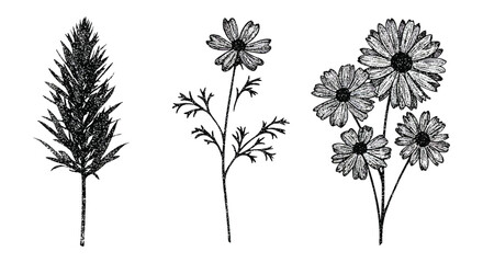 delicate floral sketches with various plant types illustrated