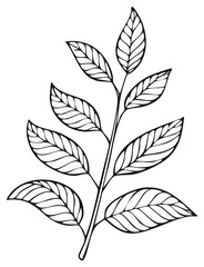 Simple black and white line art illustration of a botanical branch with multiple leaves outline drawing