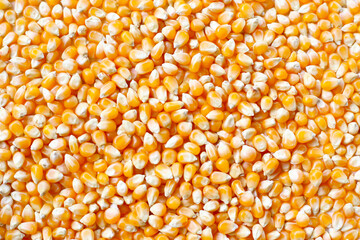 Yellow raw unpopped popcorn kernels