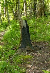 a mountain river and the surrounding area with woodlands and clearings with paths