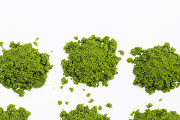 Fototapeta premium Fresh water alga, water meal or swamp algae