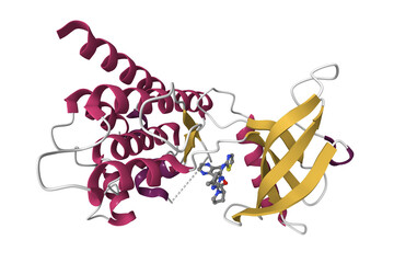 Ros1 kinase with inhibitor. 3D cartoon model, pdb 7z5w, secondary structure color scheme