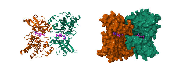 Crystal structure of human Proto-oncogene tyrosine-protein kinase receptor Ret in complex with Pralsetinib. 3D cartoon and molecular surface models, pdb 7du9, chain id color scheme