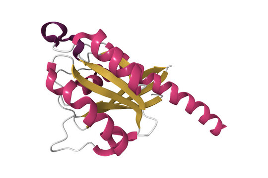 The crystal structure of the small GTPase Rab11b. 3D cartoon model, pdb 2f9m, secondary structure color scheme