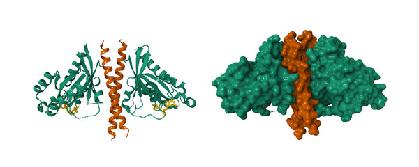 Structure of the cGMP Dependent Protein Kinase II and Rab11b Complex. 3D cartoon and molecular surface models, pdb 4ojk, entity id color scheme