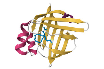 Crystal structure of human brain fatty acid binding protein with ligand. 3D cartoon model, pdb 1fdq, secondary structure color scheme