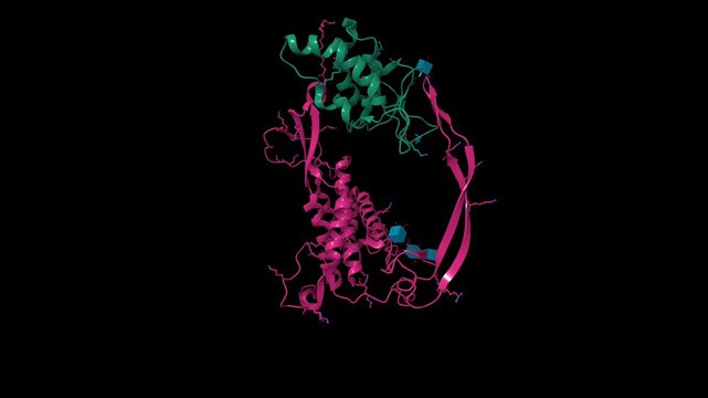 Structure of Wnt3 signaling complex. Animated 3D cartoon and molecular surface models, pdb 6ahy, chain id color scheme, black background.