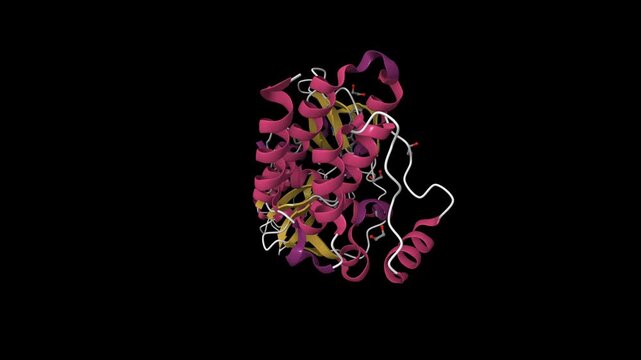 Crystal structure of human Feline Sarcoma Viral Oncogene Homologue (v-FES). Animated 3D cartoon model, pdb 3bkb, secondary structure color scheme, black background.