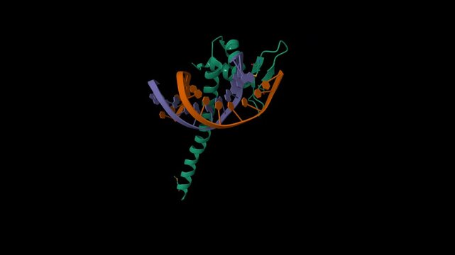Crystal structure of transcription factor TEAD4 in complex with M-CAT DNA. Animated 3D cartoon model, pdb 5gzb, black background.