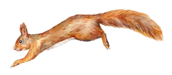 Watercolor illustration of red squirrel (Sciurus vulgaris). The illustration shows a rodent in mid-leap, suspended in flight. Hand-painted forest animal on white background. © Екатерина Роменская