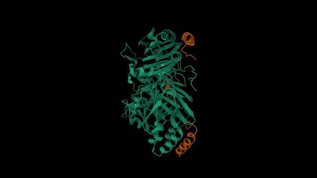Crystal structure of human Smad2(green)-Ski(brown) complex. Animated 3D cartoon and molecular surface models, pdb 5xod, entity id color scheme, black background.