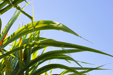 Fresh green sugarcane leaves reaching toward the blue sky.