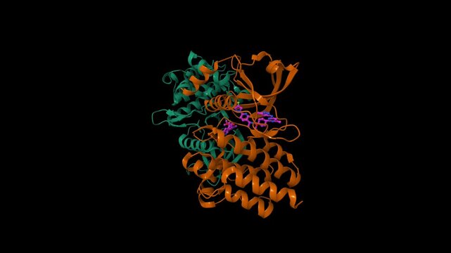 Structure of human proto-oncogene tyrosine-protein kinase receptor Ret in complex with Pralsetinib. Animated 3D cartoon and molecular surface models, pdb 7du9, chain id color scheme, black background.