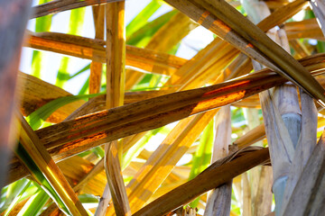 Close-up of sugarcane stalks and dried leaves with sunlight shining through.