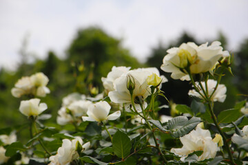 Beautiful roses blooming in a Japanese public garden.