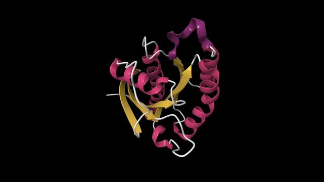 The crystal structure of the small GTPase Rab11b. Animated 3D cartoon model, pdb 2f9m, secondary structure color scheme, black background.