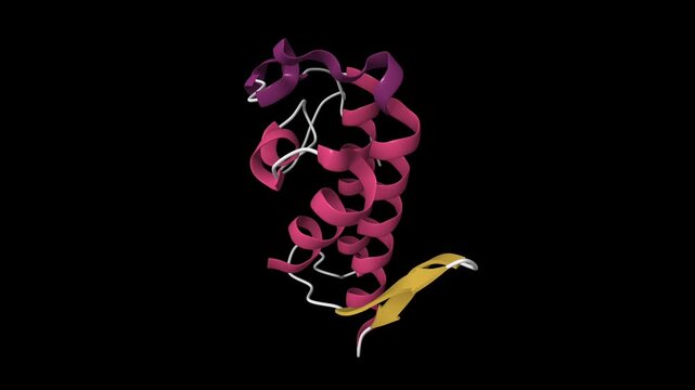 Crystal structure of phospholipase A2. Animated 3D cartoon model, pdb 6kqu, secondary structure color scheme, black background.