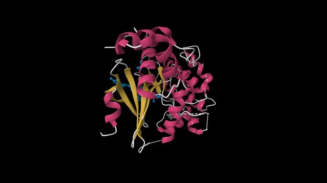 Crystal structure of maternal embryonic leucine zipper kinase MELK in complex with an inhibitor. Animated 3D cartoon model, pdb 5maf, secondary structure color scheme, black background.