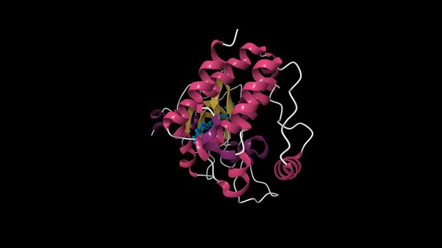 Proto-oncogene tyrosine-protein kinase LCK bound to anticancer drug imatinib. Animated 3D cartoon model, pdb 2pl0, secondary structure color scheme, black background.