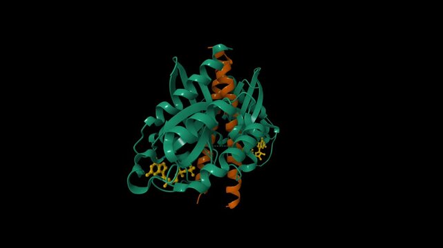 Structure of the cGMP-dependent protein kinase II and Rab11b complex. Animated 3D cartoon and molecular surface models, pdb 4ojk, entity id color scheme, black background.