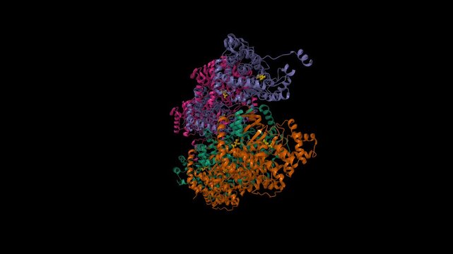 Human citrate synthase complexed with citrate (yellow). Animated 3D cartoon and molecular surface models, pdb 8zvv, chain id color scheme, black background.
