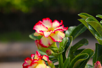 Adenium obesum, Desert rose flowers in full bloom.